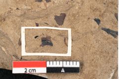 Foto (Detailansicht) von Callitris brongniartii Endl. (NHMW-GEO-2024-0188-8214)